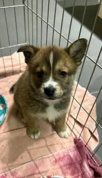 Shania -  Shepherd and Husky Dog for Adoption in Calgary, Alberta - Shania | PetCurious