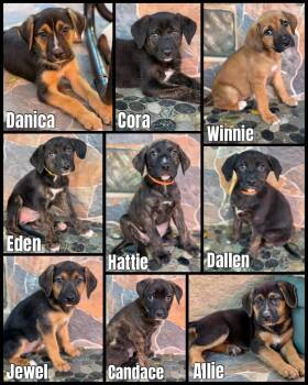 Pit Bull Terrier and Shepherd Dogs Available for Adoption in Glendale, Arizona - Pit Bull Shepherd Litter | PetCurious