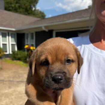 Snickers -  Labrador Retriever Dog for Adoption - Snickers | PetCurious