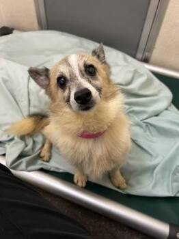 95430A JoJo -  Chihuahua and Mixed Breed Dog for Adoption in North Charleston, South Carolina - 95430A JoJo | PetCurious