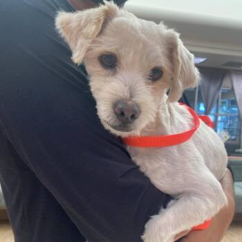 WAGS-Stray-22379 -  Poodle Dog for Adoption in Westminster, California - WAGS-Stray-22379 | PetCurious