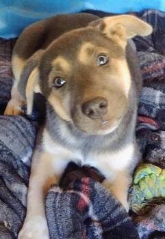 Garnet -  German Shepherd Dog and Australian Shepherd Dog for Adoption in Carlsbad, California - Garnet | PetCurious