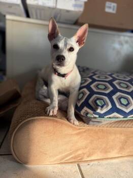 Chihuahua and Dachshund Dogs Available for Adoption - Queso | PetCurious