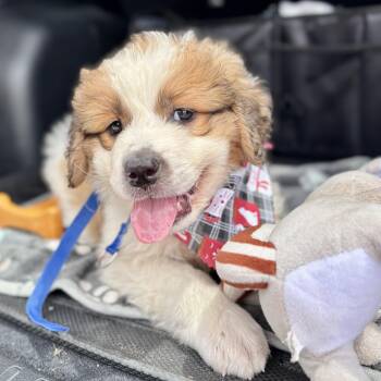 Otter Pup -  Saint Bernard Dog for Adoption in Corpus Christi, Texas - Otter Pup | PetCurious