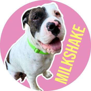 Milkshake -  Shar Pei Dog for Adoption in Fort Worth, Texas - Milkshake | PetCurious