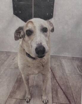 Lucky - 1 -  Terrier and Mixed Breed Dog for Adoption in Daytona Beach, Florida - Lucky - 1 | PetCurious
