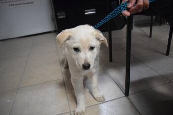 Husky and Mixed Breed Dogs Available for Adoption in Pahrump, Nevada - Arrow (L573 P1) | PetCurious