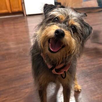 Izzie AC -  Miniature Schnauzer and Mixed Breed Dog for Adoption in Austin, Texas - Izzie AC | PetCurious