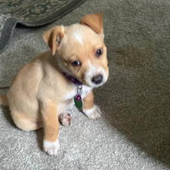 Grits -  Mixed Breed Dog for Adoption in Buffalo, Minnesota - Grits | PetCurious