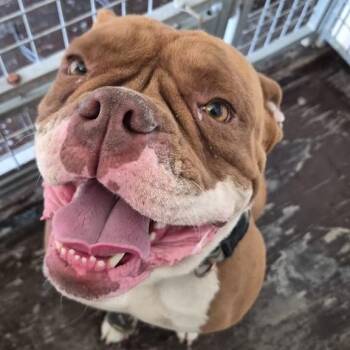 Pac-Man -  American Bulldog Dog for Adoption in San Pablo, California - Pac-Man | PetCurious