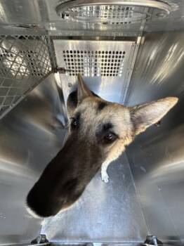 Rescue German Shepherd Dog and Mixed Breed Dogs for Adoption in Fort Worth, Texas - Zetek | PetCurious