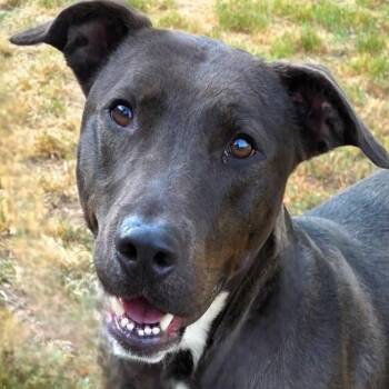 Labrador Retriever Dogs Available for Adoption in Milledgeville, Georgia - Blossom | PetCurious