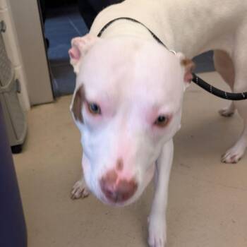 Kendal -  Mixed Breed Dog for Adoption in Fairport, New York - Kendal | PetCurious