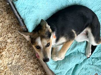 Rhoda -  German Shepherd Dog and Mixed Breed Dog for Adoption in Texarkana, Texas - Rhoda | PetCurious
