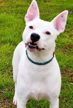 Luna Heart 138-26 -  Terrier and Mixed Breed Dog for Adoption in Cumming, Georgia - Luna Heart 138-26 | PetCurious