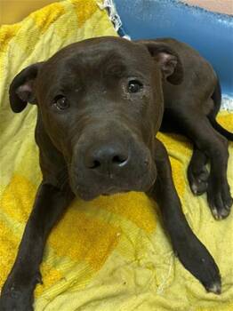 Mixed Breed Dogs Available for Adoption - CALVIN | PetCurious