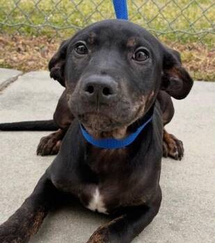 Beagle and Hound Dogs Available for Adoption in Washington, District Of Columbia - Pup Murphy | PetCurious