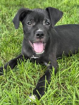 Junior -  Boxer Dog for Adoption in Anderson, Indiana - Junior | PetCurious