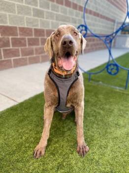 Rescue Chesapeake Bay Retriever Dogs for Adoption in Salt Lake City, Utah - Moises | PetCurious