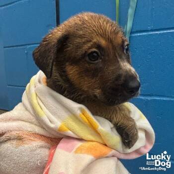 Retriever and Shepherd Dogs Available for Adoption in Washington, District Of Columbia - Lime | PetCurious