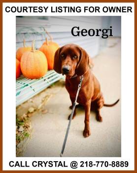 Rescue Redbone Coonhound Dogs for Adoption in Valley City, North Dakota - Georgi - COURTESY LISTING | PetCurious