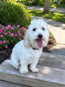 Oat -  Maltese Dog for Adoption in Dalton, Georgia - Oat | PetCurious