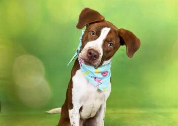 JASPER -  Pit Bull Terrier and Mixed Breed Dog for Adoption in Fort Lauderdale, Florida - JASPER | PetCurious