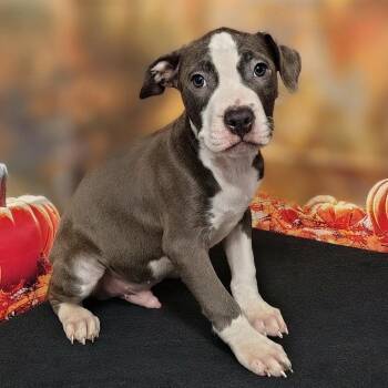 Lukas -  Pit Bull Terrier and Mixed Breed Dog for Adoption in Griswold, Connecticut - Lukas | PetCurious