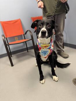Border Collie Dogs Available for Adoption - Gatlin  | PetCurious