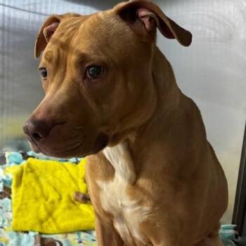 Pit Bull Terrier Dogs Available for Adoption - Lizzie | PetCurious