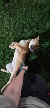 Ic-10 Slinky -  Shepherd and Corgi Dog for Adoption in Lawrenceville, Georgia - Ic-10 Slinky | PetCurious