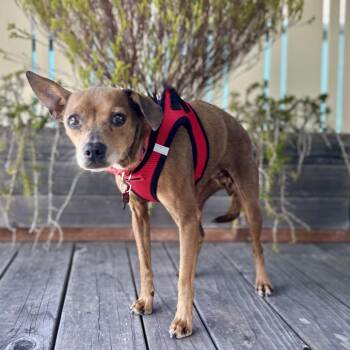 Shelby -  Rat Terrier and Chihuahua Dog for Adoption in Pacific Grove, California - Shelby | PetCurious