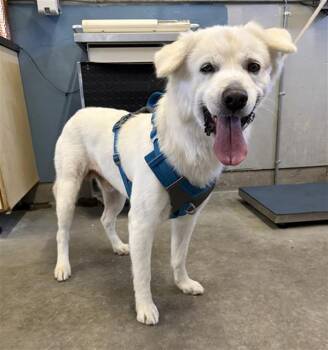 REESES -  Samoyed and Mixed Breed Dog for Adoption in Camarillo, California - REESES | PetCurious