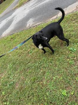 Labrador Retriever Dogs Available for Adoption in Rutherfordton, North Carolina - Oreo (Courtesy Post) | PetCurious