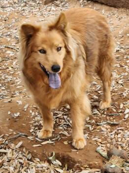 Rescue Chow Chow and Mixed Breed Dogs for Adoption in San Antonio, Texas - Dee Dee | PetCurious