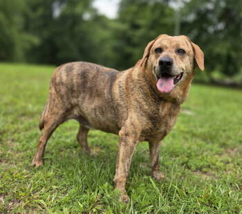 Rescue Catahoula Leopard Dog and German Shepherd Dog Dogs for Adoption in Attalla, Alabama - Waylon | PetCurious