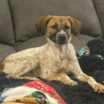 Sadie -  Cattle Dog Dog for Adoption in Nashville, Tennessee - Sadie | PetCurious