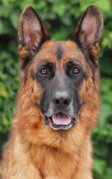 Riley von Navarro -  German Shepherd Dog Dog for Adoption in Los Angeles, California - Riley Von Navarro | PetCurious