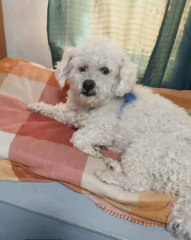 Rescue Poodle Dogs for Adoption in Cranston, Rhode Island - Nolan In TX | PetCurious
