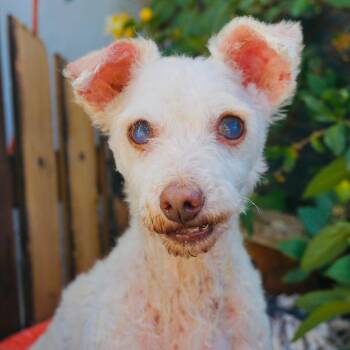 Nana -  Poodle Dog for Adoption in San Diego, California - Nana | PetCurious