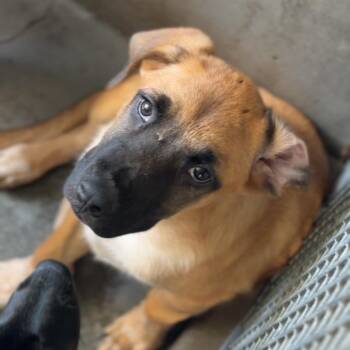 Duke A5782298 -  German Shepherd Dog Dog for Adoption in Middletown, New York - Duke A5782298 | PetCurious