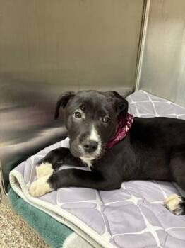 Pit Bull Terrier and Mixed Breed Dogs Available for Adoption in Westland, Michigan - Francine | PetCurious