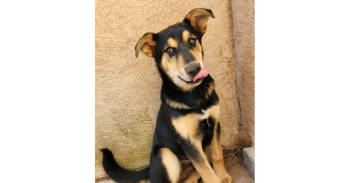 Rescue Shepherd and Husky Dogs for Adoption in Los Lunas, New Mexico - Benny Shep #2 - 5664 | PetCurious