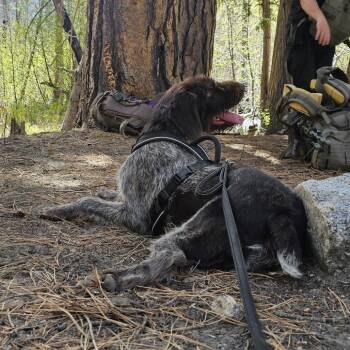Cerci -  German Wirehaired Pointer Dog for Adoption in Cashmere, Washington - Cerci | PetCurious