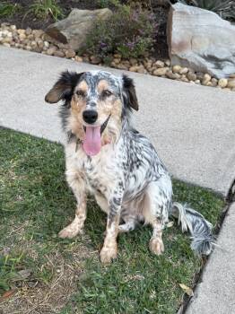 Australian Shepherd Dogs Available for Adoption in Houston, Texas - Manny | PetCurious