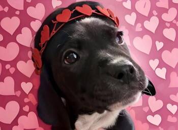 Pug and Boxer Dogs Available for Adoption - Hershey  | PetCurious