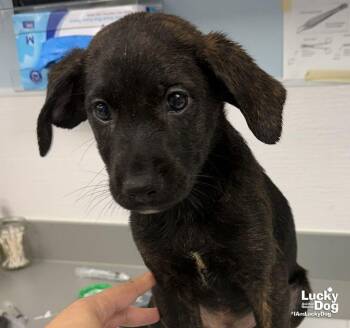 Eddie -  Labrador Retriever and Shepherd Dog for Adoption in Washington, District Of Columbia - Eddie | PetCurious