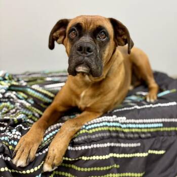 Boxer Dogs Available for Adoption in Fullerton, Pennsylvania - Sewanee | PetCurious