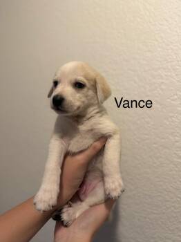 Anatolian Shepherd Dogs Available for Adoption - Vance | PetCurious