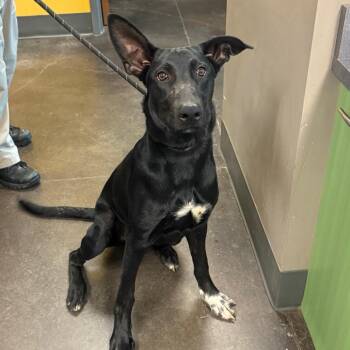 Black Labrador Retriever Dogs Available for Adoption - Luigi | PetCurious